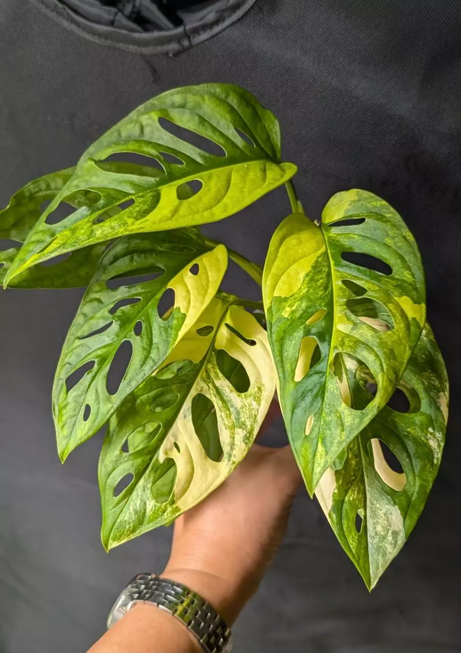 plant/#1008 Monstera adansonii aurea-0