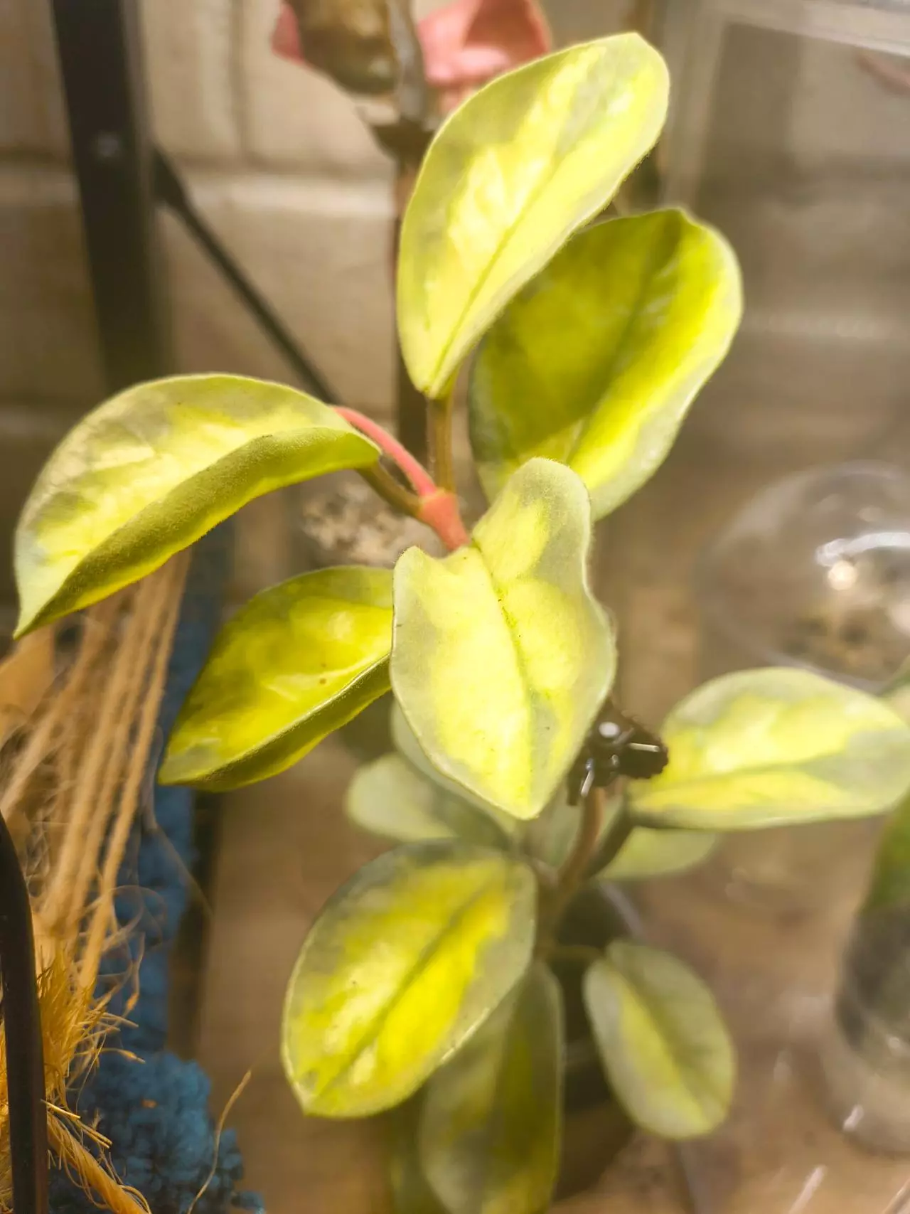 plant/Large argintina princess Hoya-1
