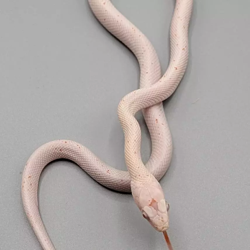 free_shipping/Amelanistic Palmetto Male-0