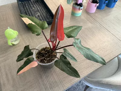 plant/Variegated dark Lord-2-thumbnail