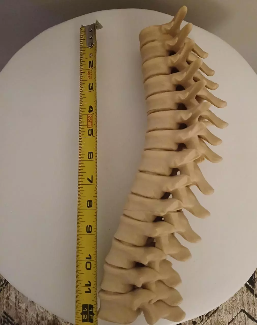 plant/Radiology/Halloween/Harry Potter Spine Candle Holder-5