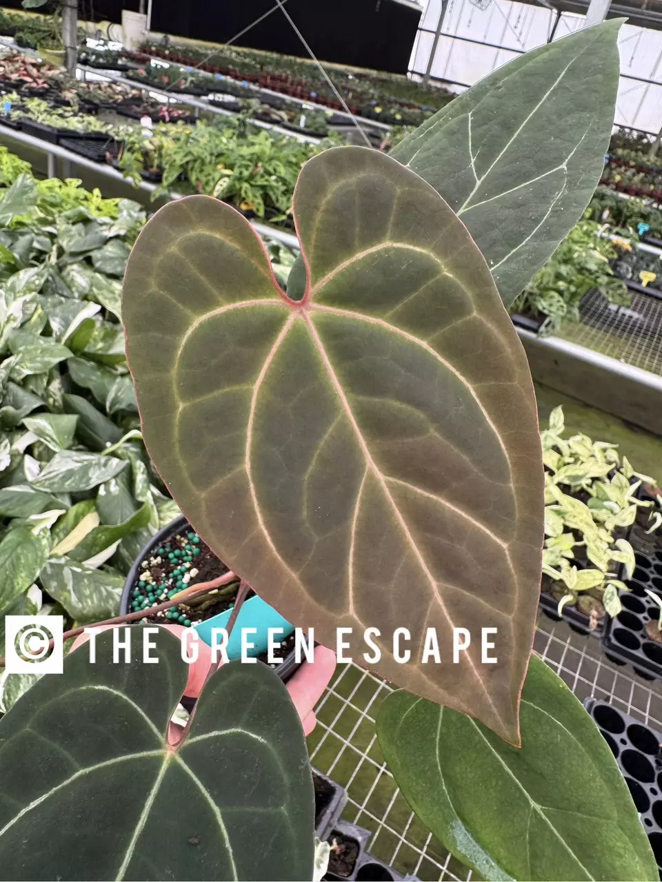 plant/Seed grown anthurium Minahasa X blue papillilaminum starter plant growers choice-0