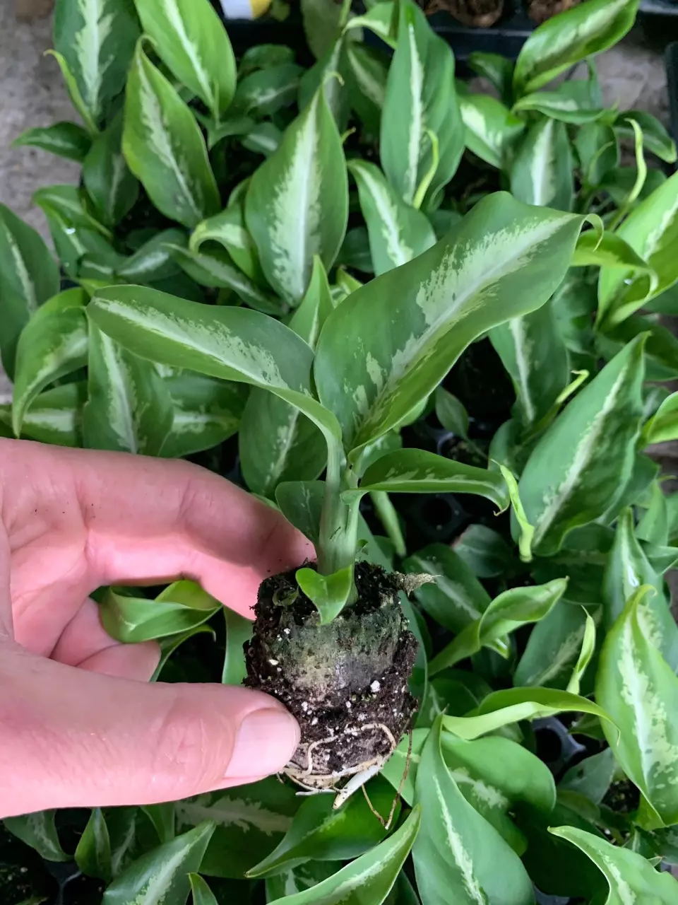 plant/Dieffenbachia Cougar starter plant growers choice-1