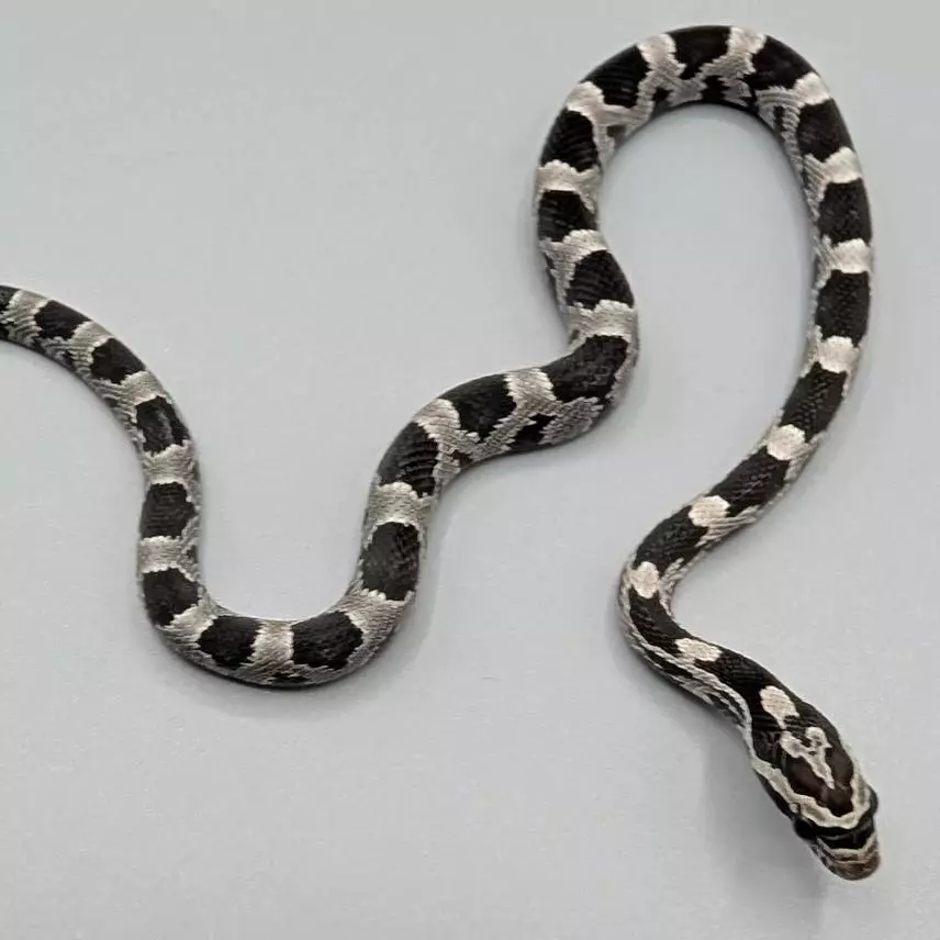 free_shipping/Anery Okeetee Female-0