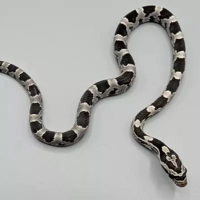 free_shipping/Anery Okeetee Female-0-thumbnail