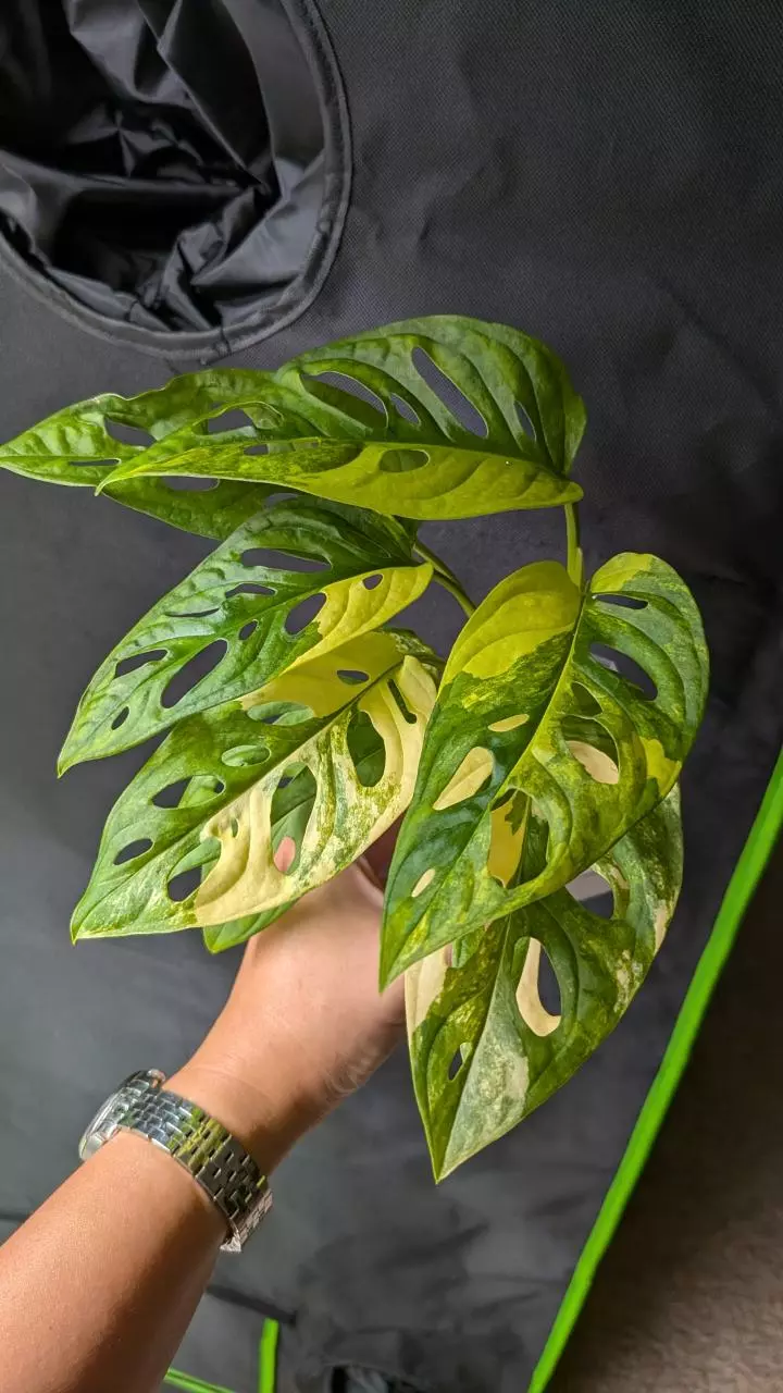 plant/#1008 Monstera adansonii aurea-1