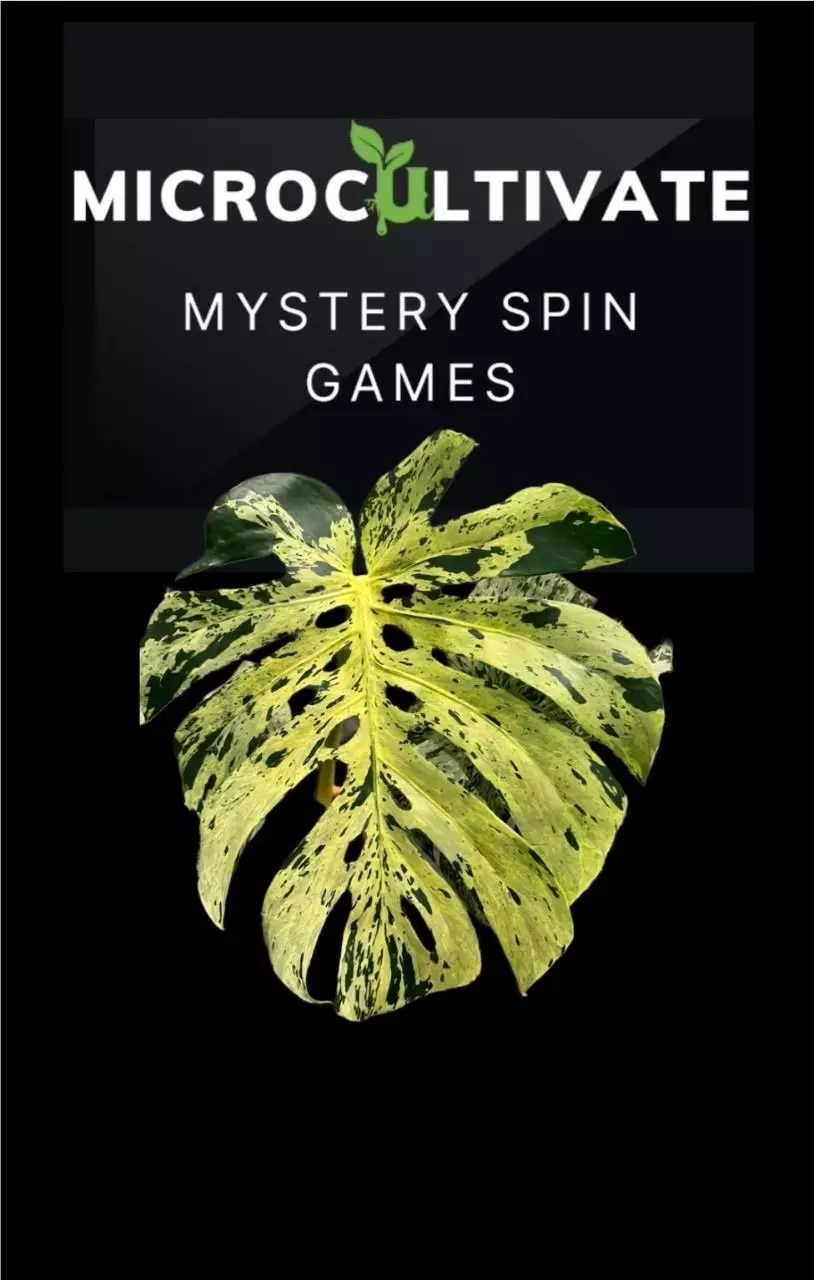 plant/Mystery Spin Game Trade-In-0