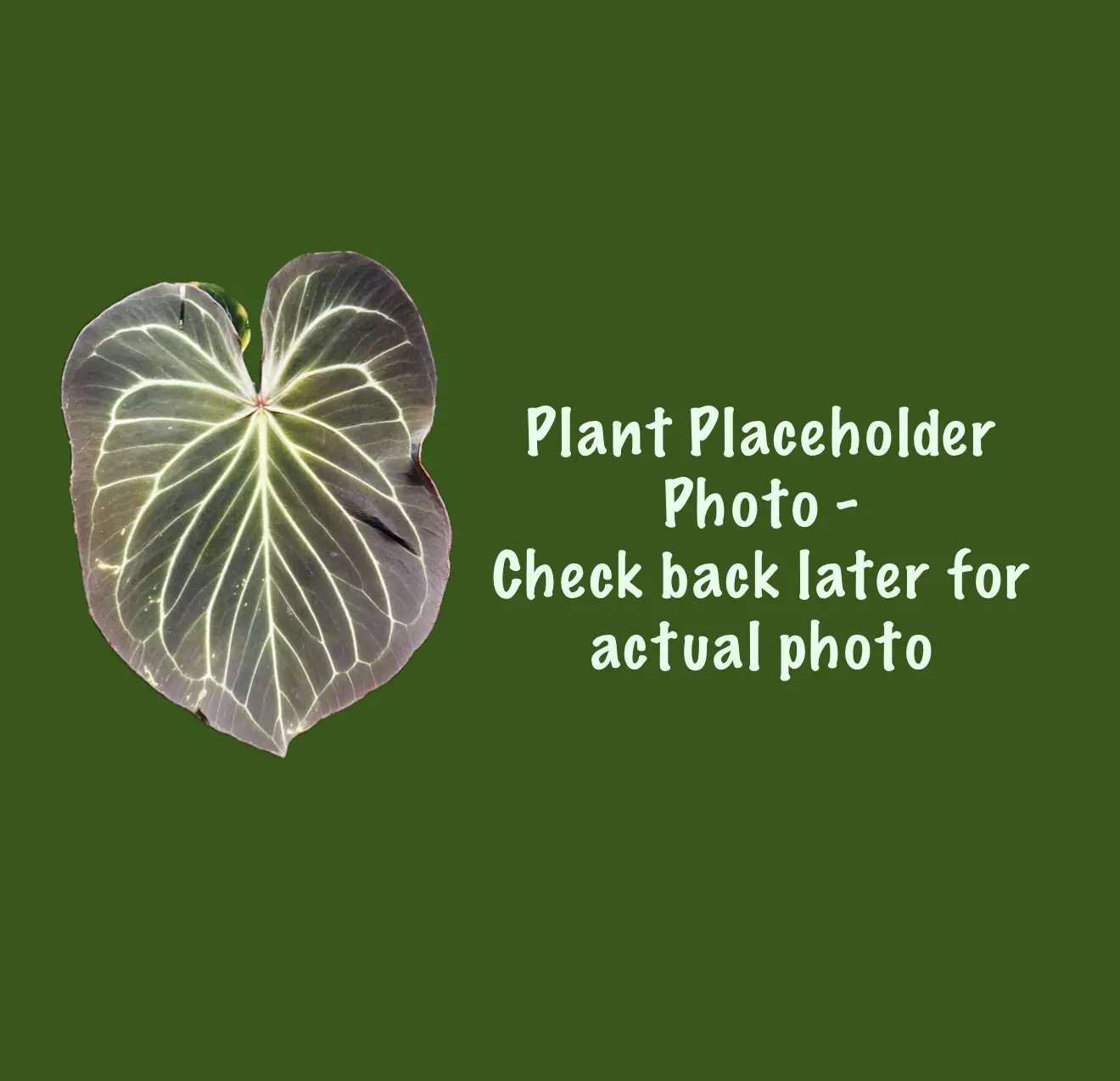 plant/Portilloi x Carla Wu2-0