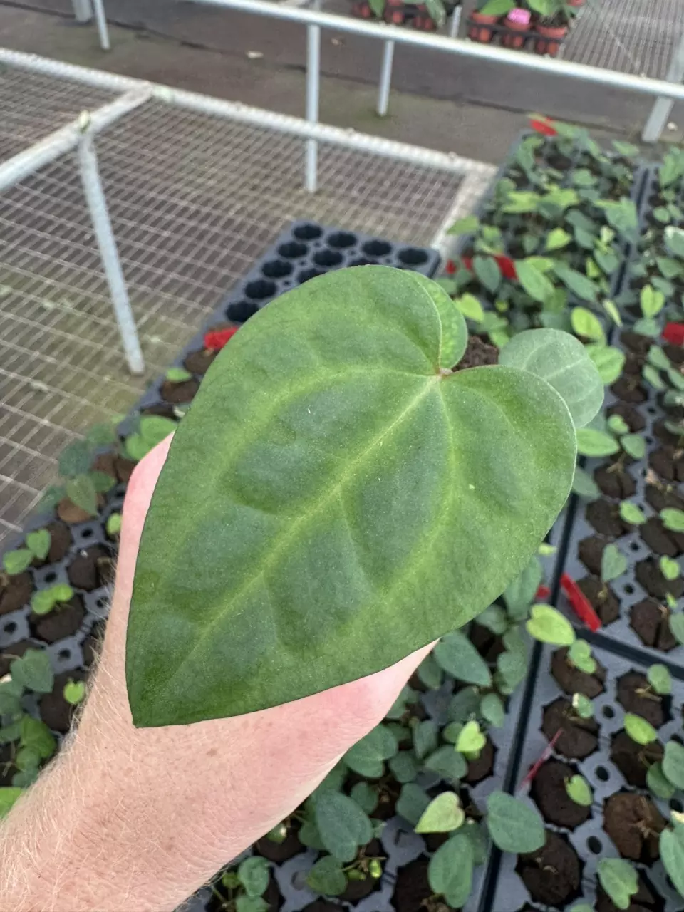 plant/Anthurium ace of spades x dark phoenix starter plant growers choice-1