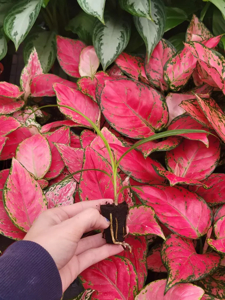 plant/spathoglottis mellow yellow starter plant growers choice-5