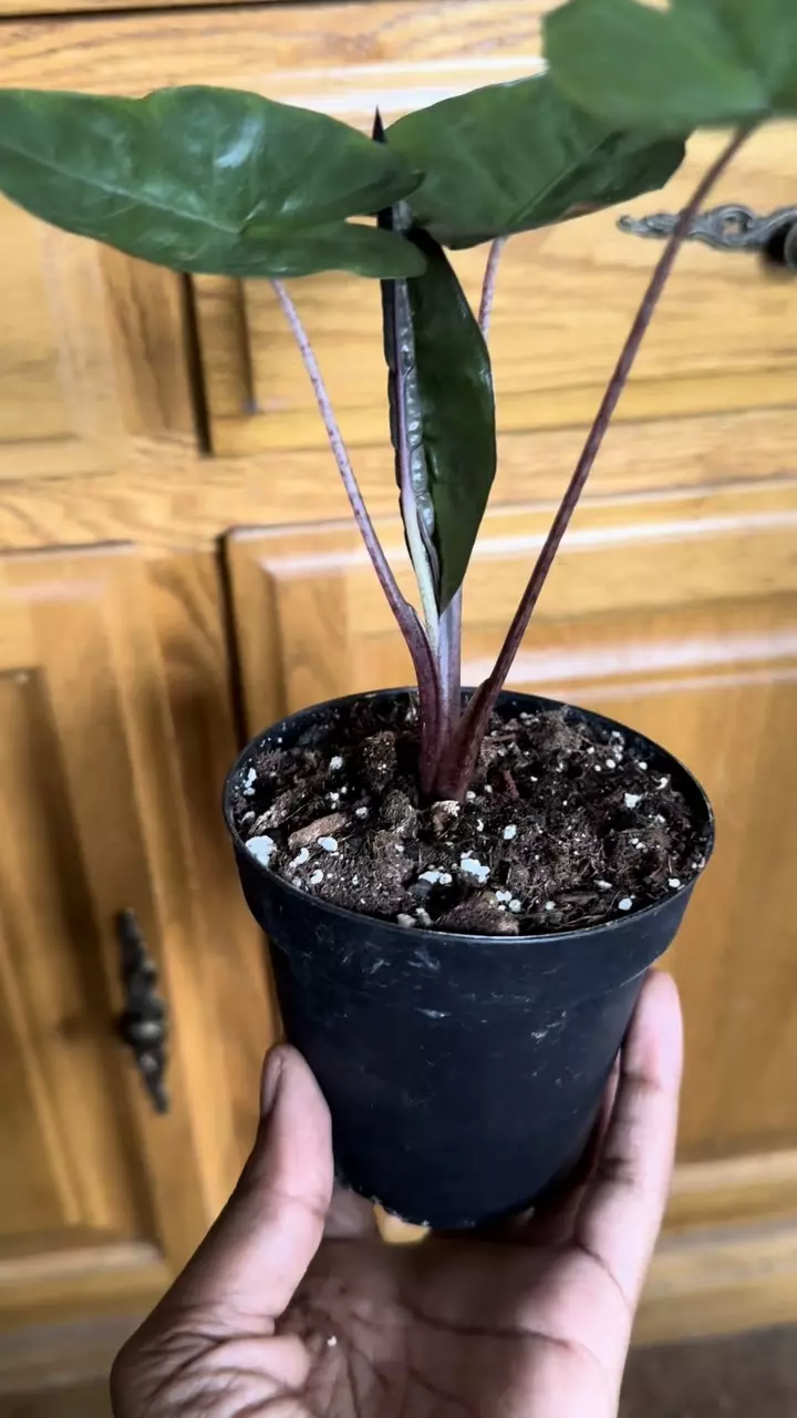 plant/Alocasia Metallica (Growers choice)-1