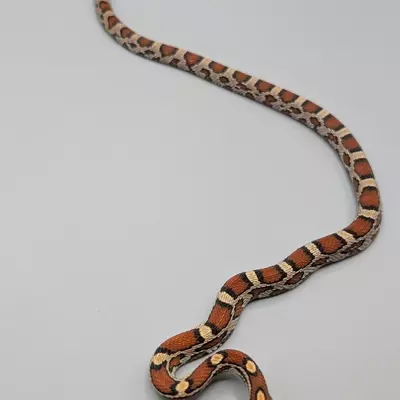 free_shipping/Okeetee Female-0-thumbnail