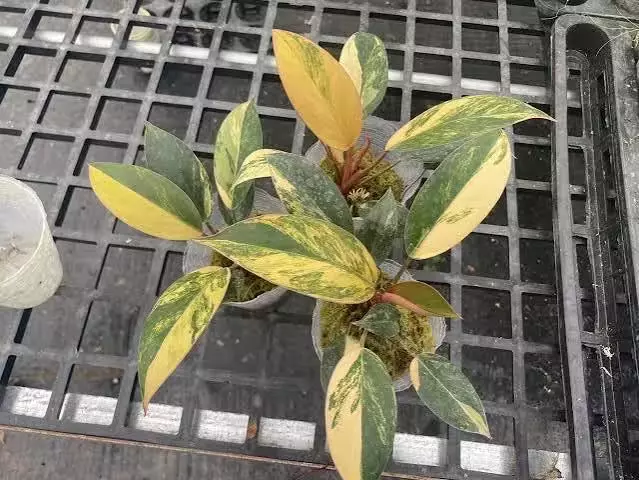 plant/Philodendron Variegated Rojo Congo starter plant growers choice-0