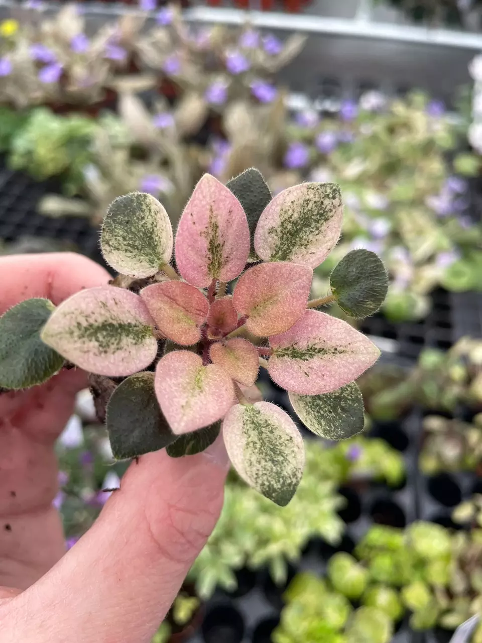 plant/Robs hallucination African Violet starter growers choice-0
