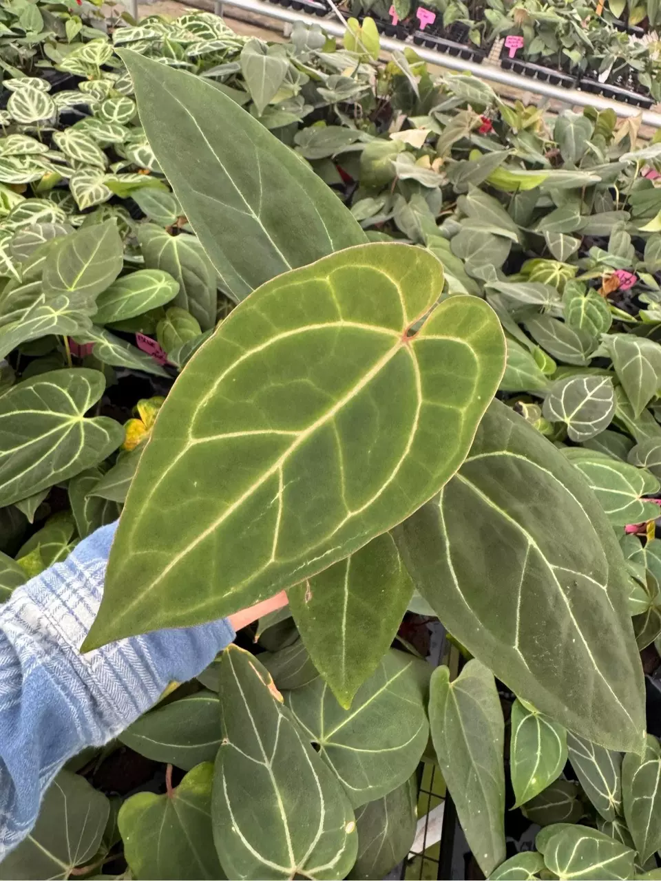 plant/Seed grown anthurium Minahasa X blue papillilaminum starter plant growers choice-1