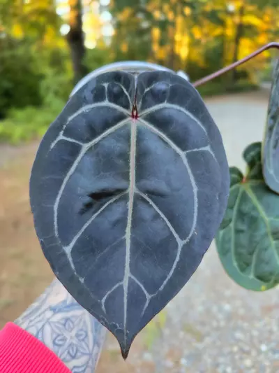 plant/Ace of Grape (AOP x RC)-1-thumbnail