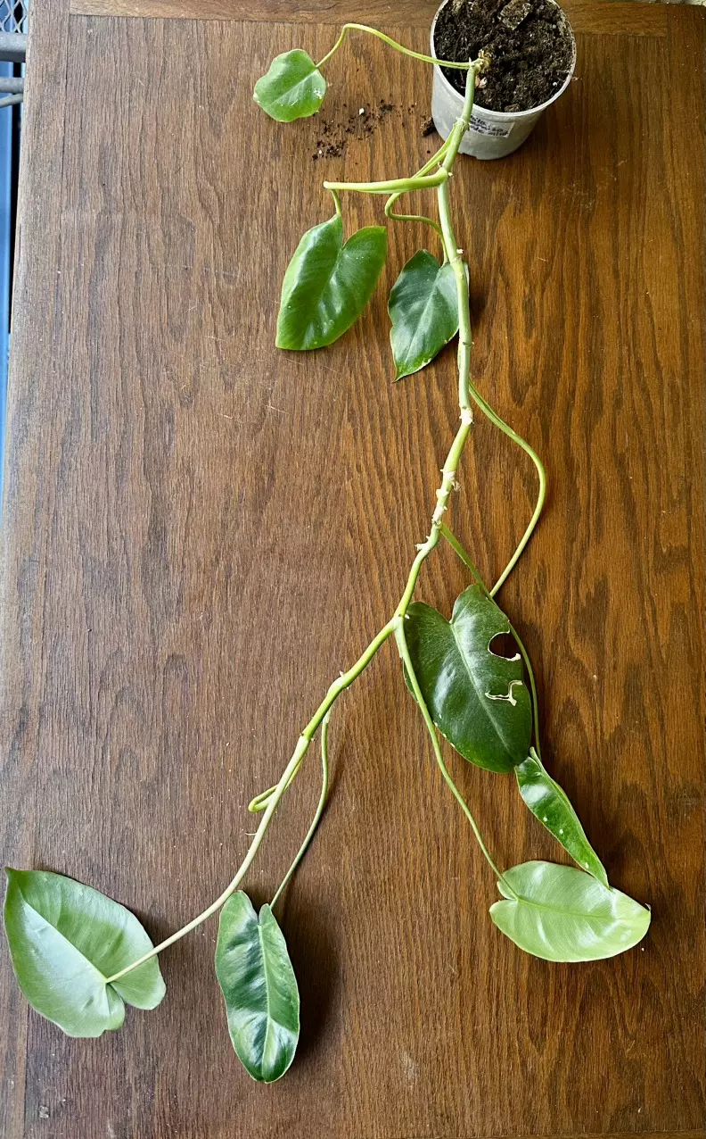 plant/Paraiso Verde Philodendron-0