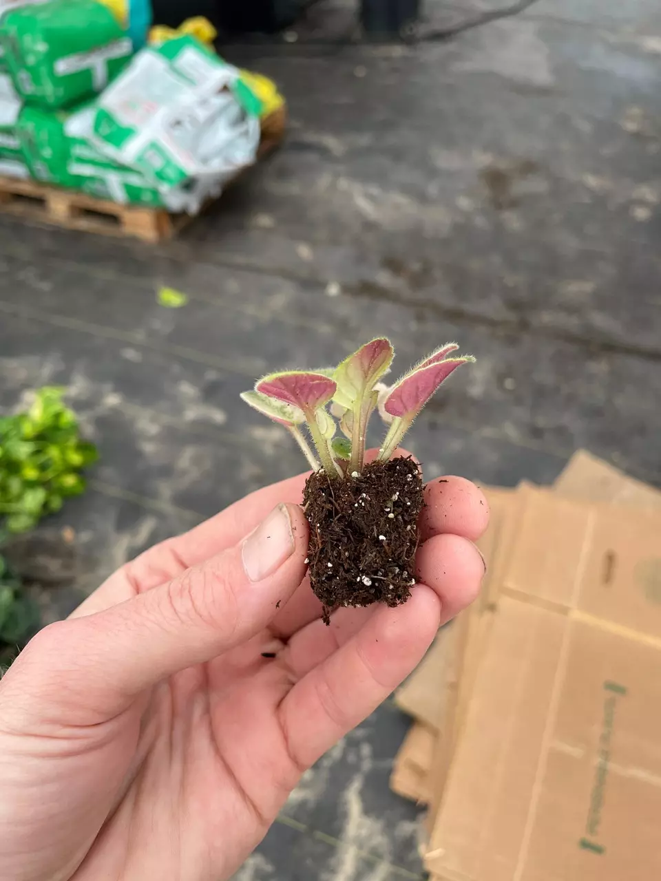 plant/Rob’s argyle socks African violet starter plant growers choice-6