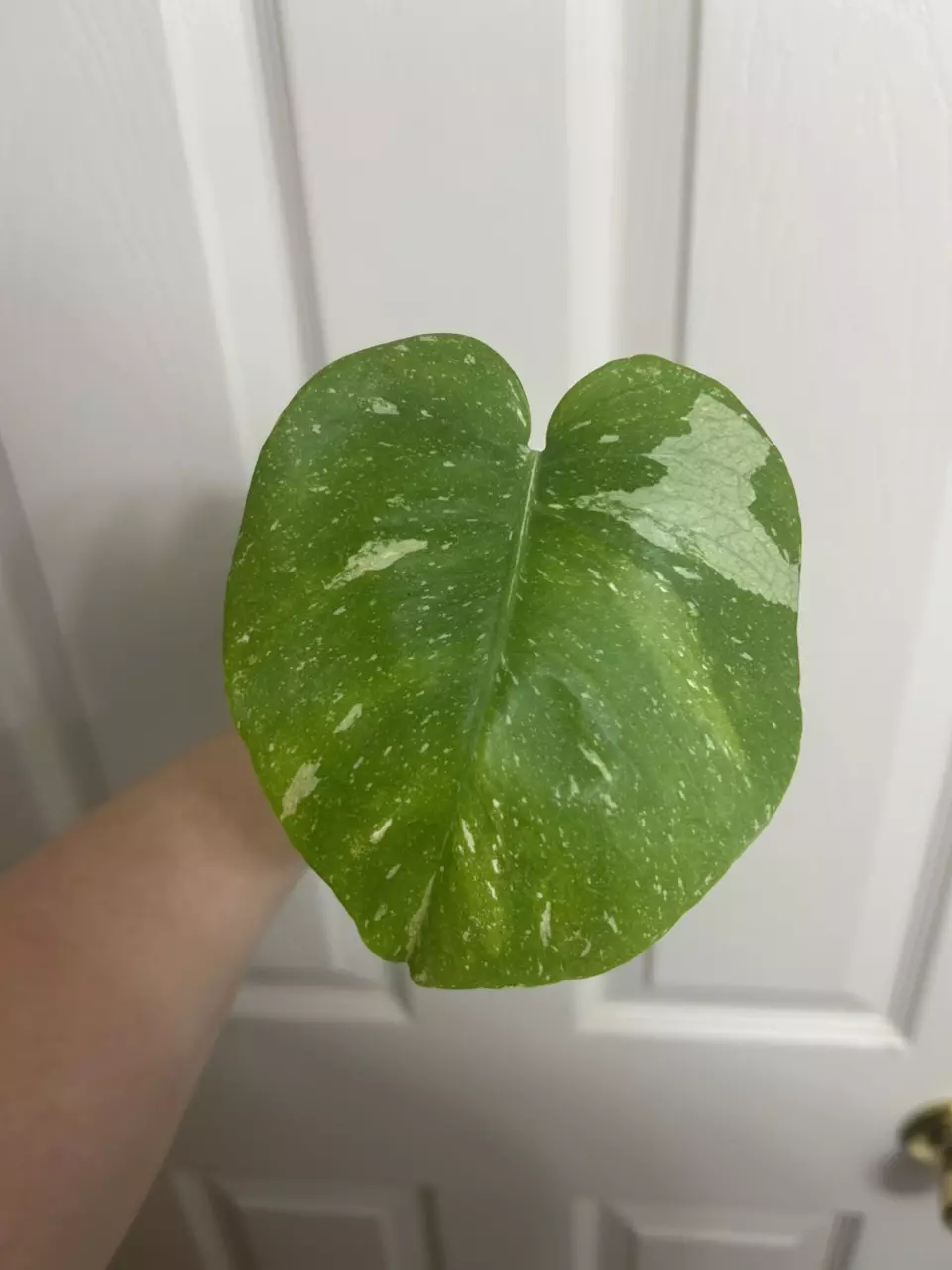 plant/Monstera Thai Constellation Cutting-0