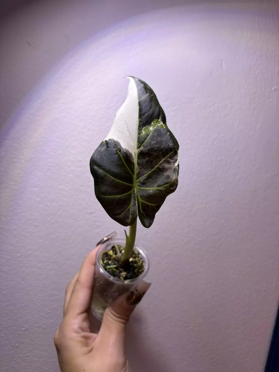 plant/✨Alocasia Regal Shield Albo/Pink/Purple✨-0