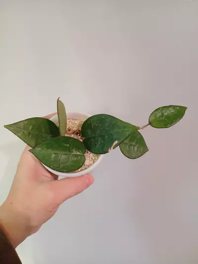 plant/Hoya Dark Margin Splash-1-thumbnail