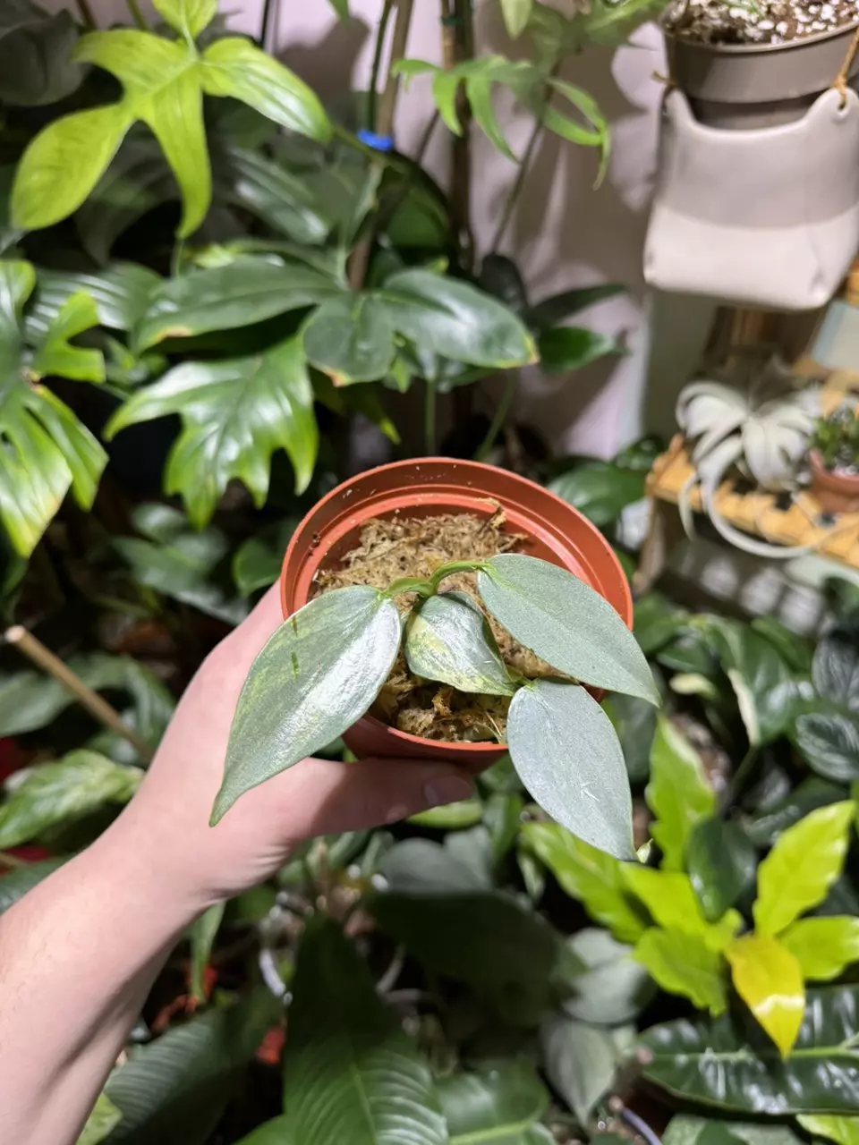 plant/Variegated Silver Sword-0