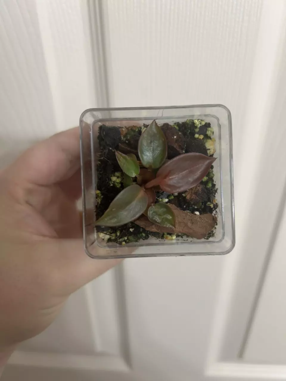 plant/Philodendron Red Sun-0
