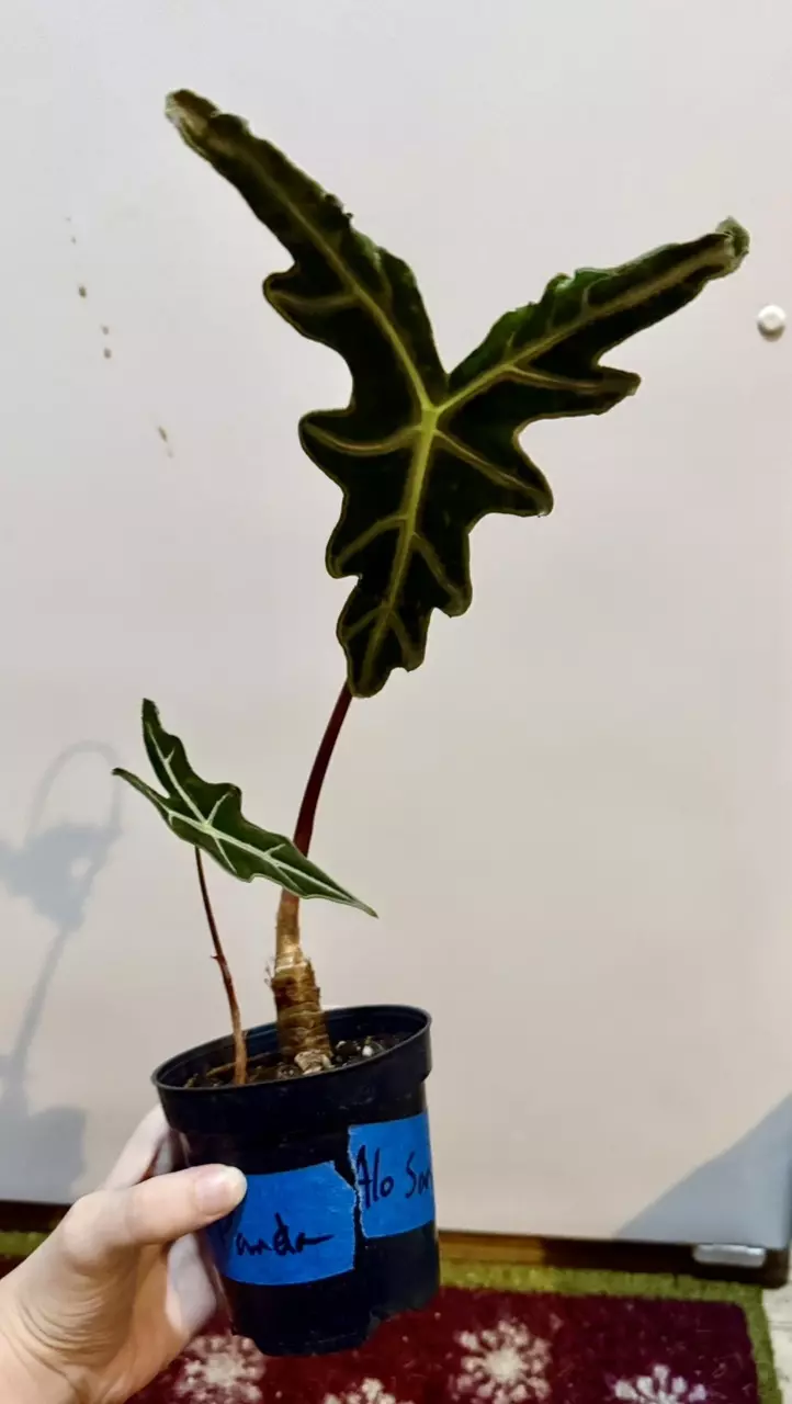 plant/Alocasia Nobilis corms - 4 for $18-1