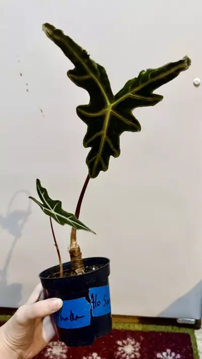 plant/Alocasia Nobilis corms - 4 for $18-1-thumbnail