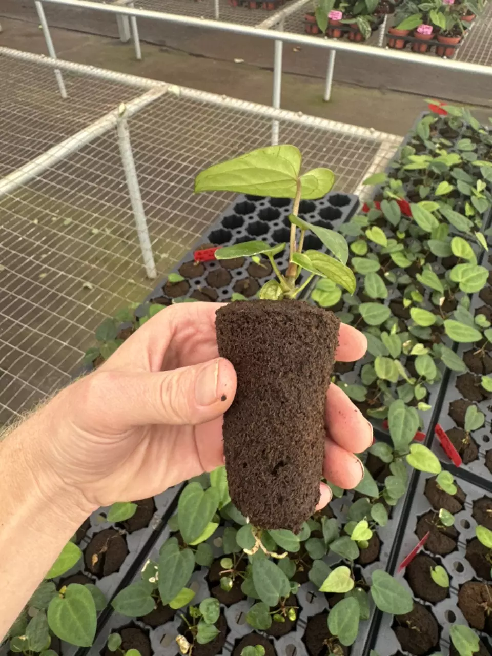 plant/Anthurium ace of spades x dark phoenix starter plant growers choice-7