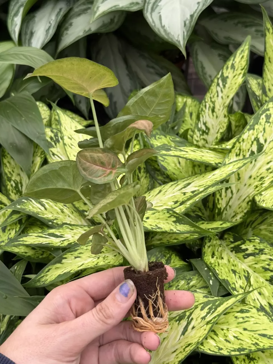 plant/Syngonium Strawberry Cream starter plant growers choice-6