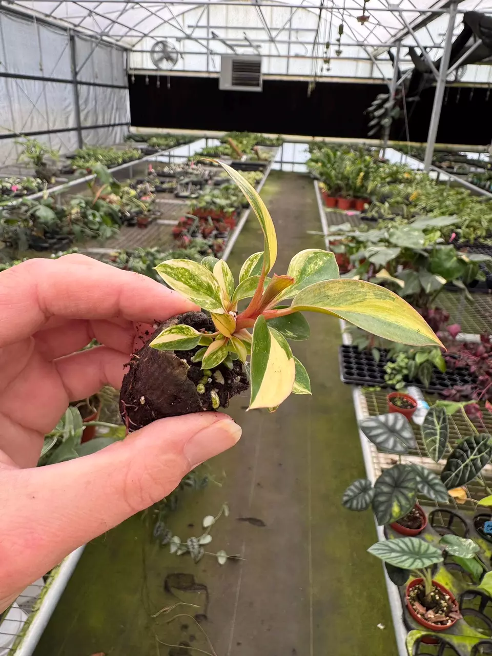 plant/Philodendron Variegated Rojo Congo starter plant growers choice-1