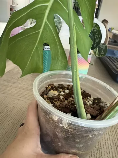 plant/Jungle mint Noid-3-thumbnail