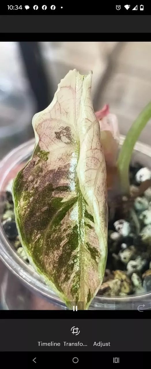 plant/Pink/albo/purple azlannii pup-0