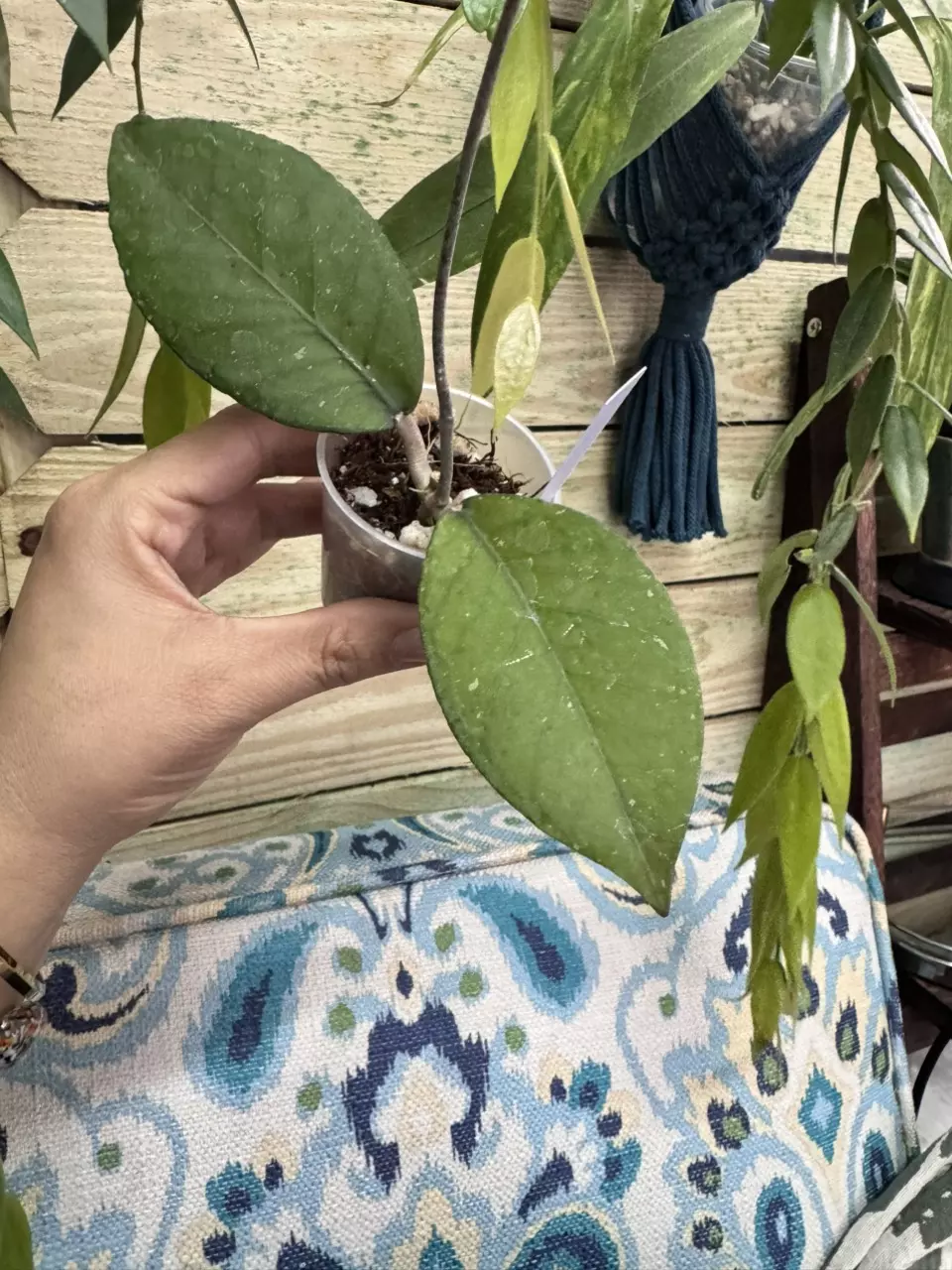 plant/3234 Sp aceh dragon egg-0