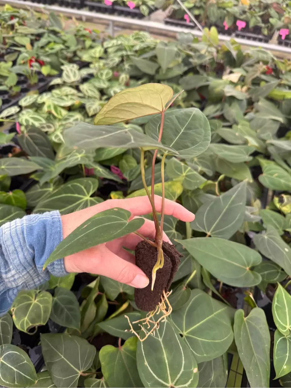 plant/Seed grown anthurium Minahasa X blue papillilaminum starter plant growers choice-5