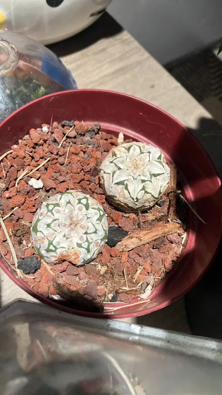 plant/Astrophytum V type-0