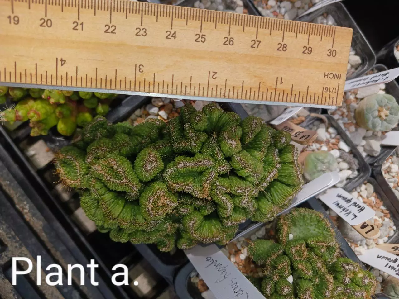 plant/Ceres repandus-1