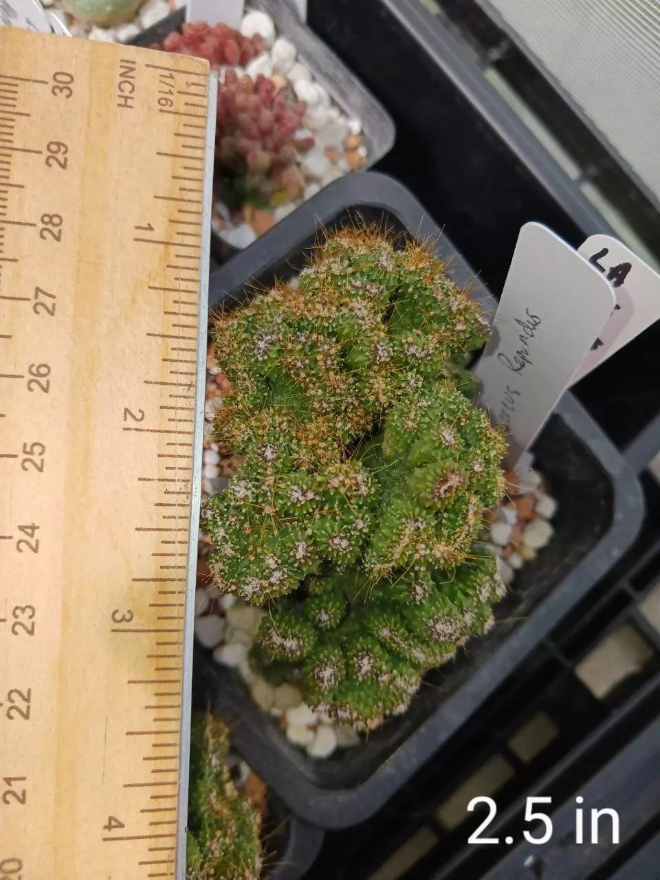 plant/Ceres repandus-0