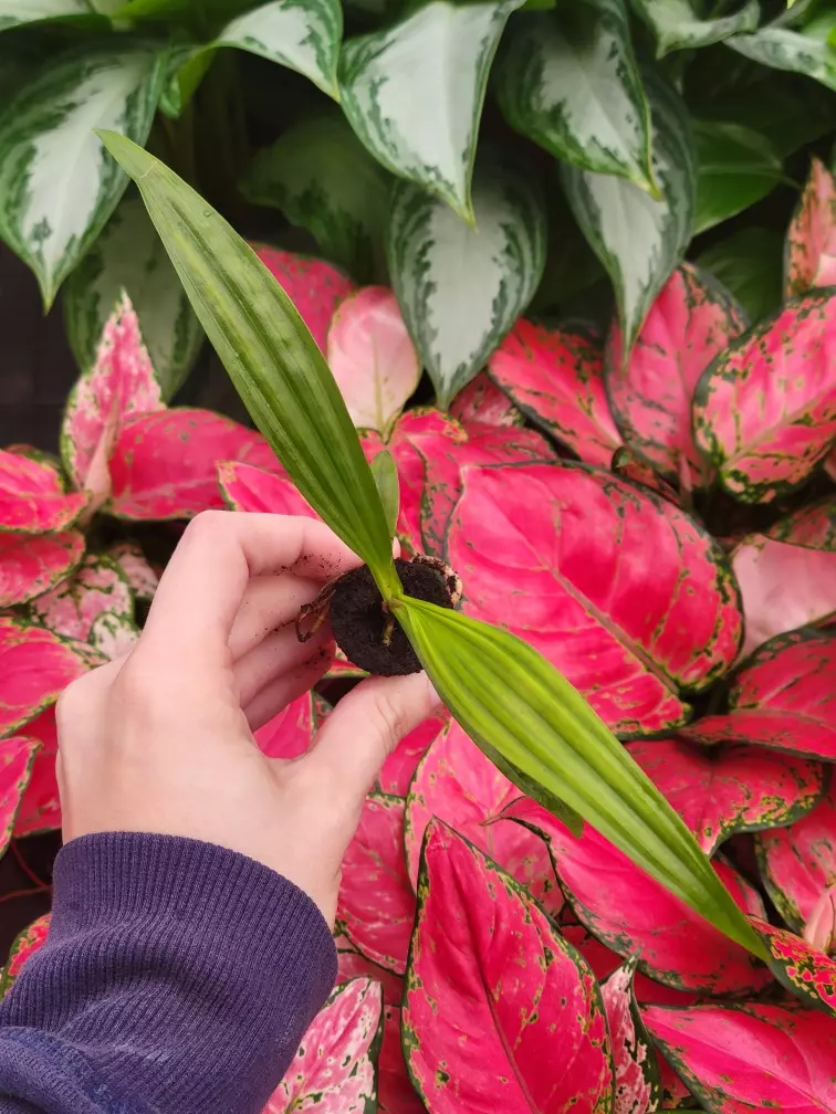 plant/spathoglottis mellow yellow starter plant growers choice-1