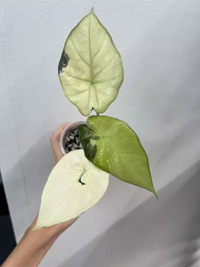 plant/Regal shield albo *2-1-thumbnail