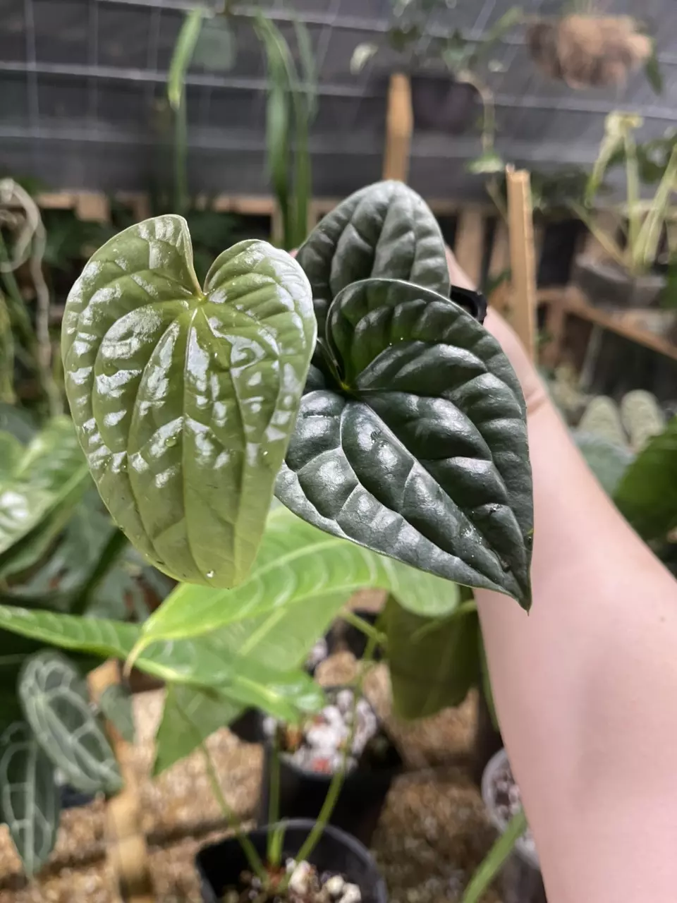 plant/Small Platinum Anthurium Luxurians-0