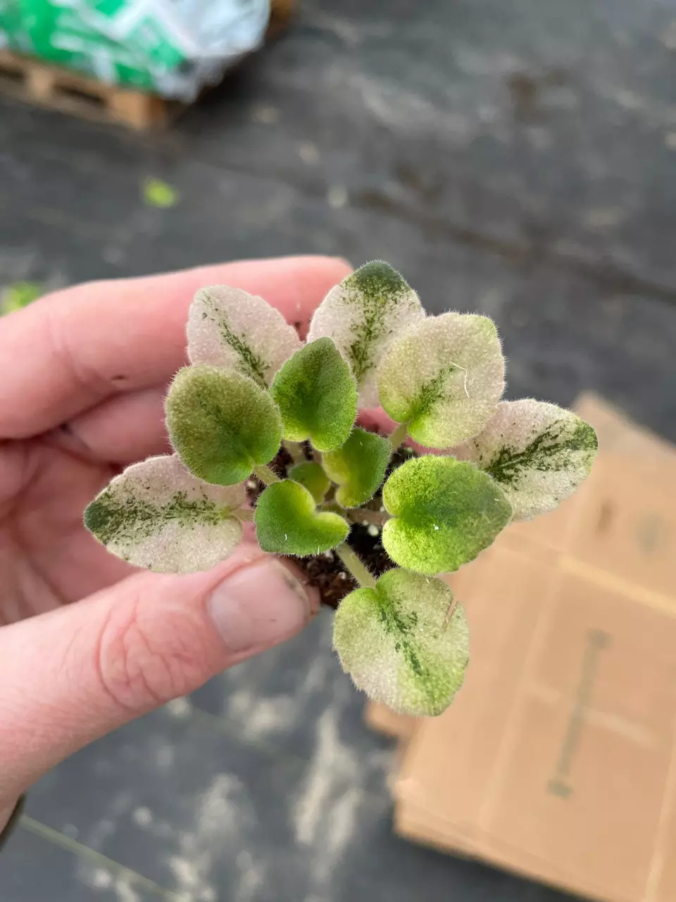 plant/Rob’s argyle socks African violet starter plant growers choice-1