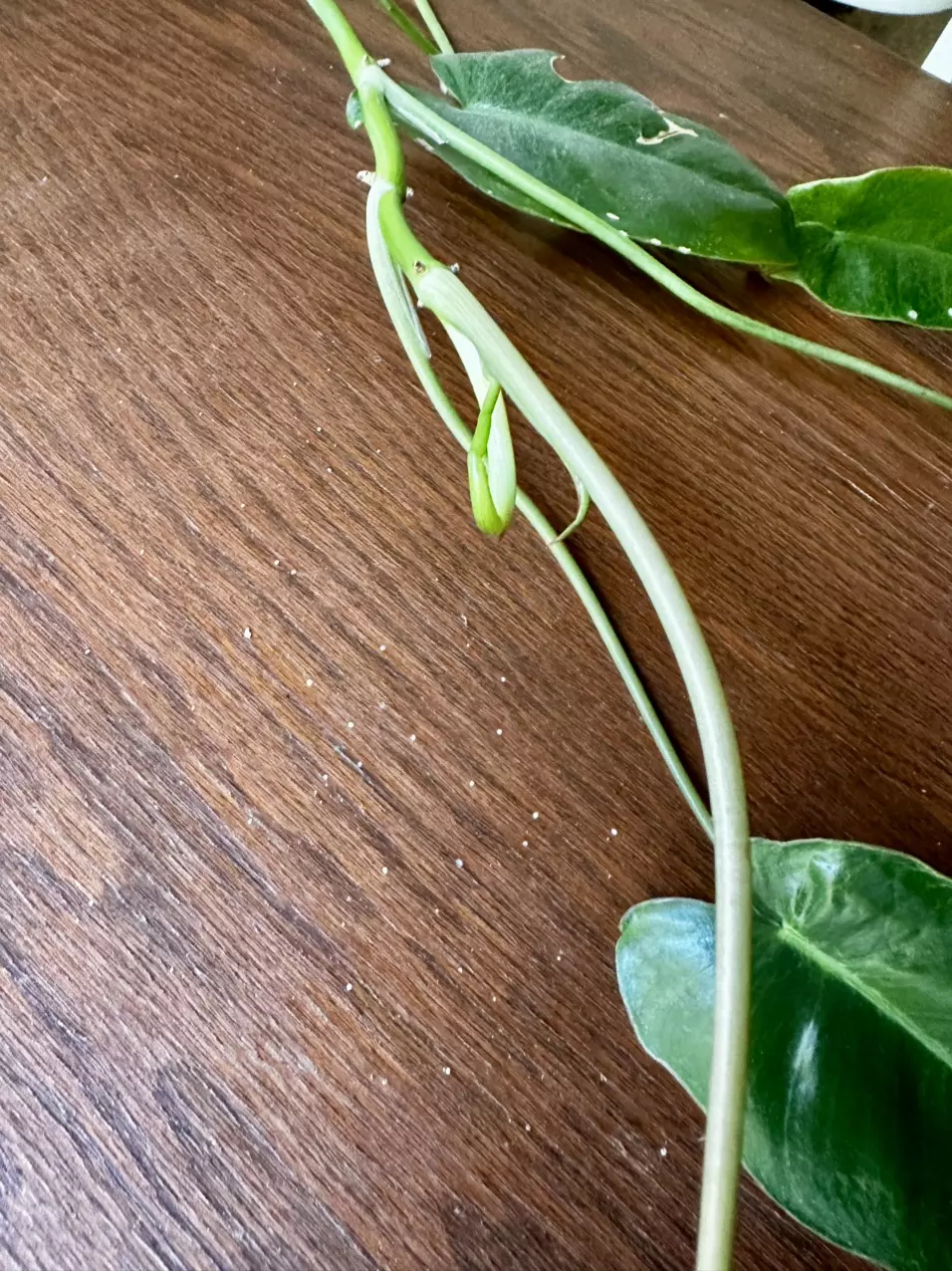 plant/Paraiso Verde Philodendron-1