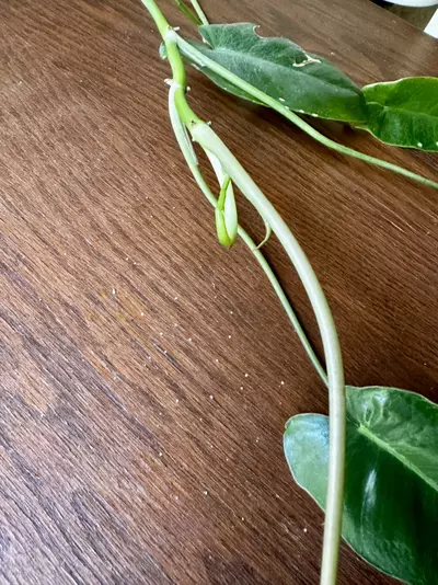 plant/Paraiso Verde Philodendron-1-thumbnail