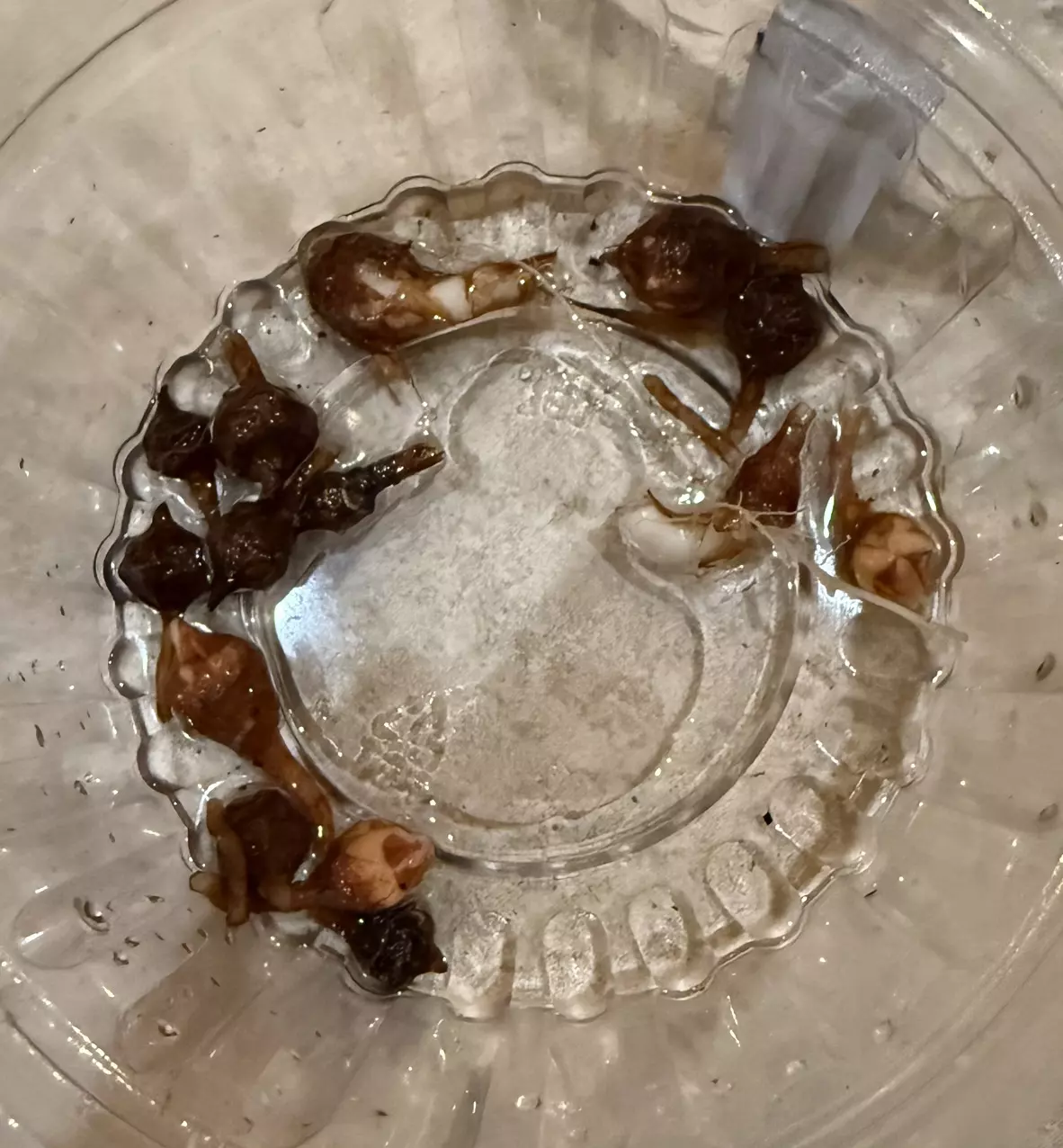 plant/Alocasia Nobilis corms - 4 for $18-0