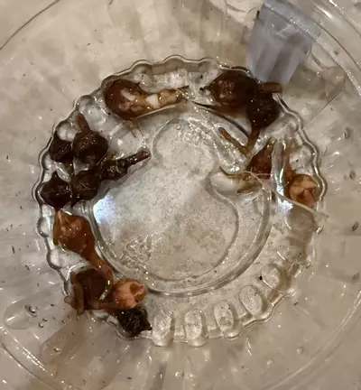 plant/Alocasia Nobilis corms - 4 for $18-0-thumbnail