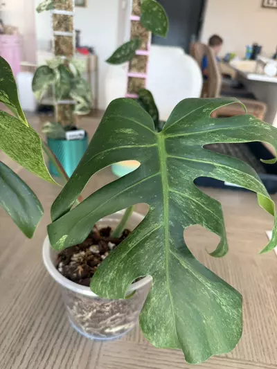 plant/Jungle mint Noid-2-thumbnail