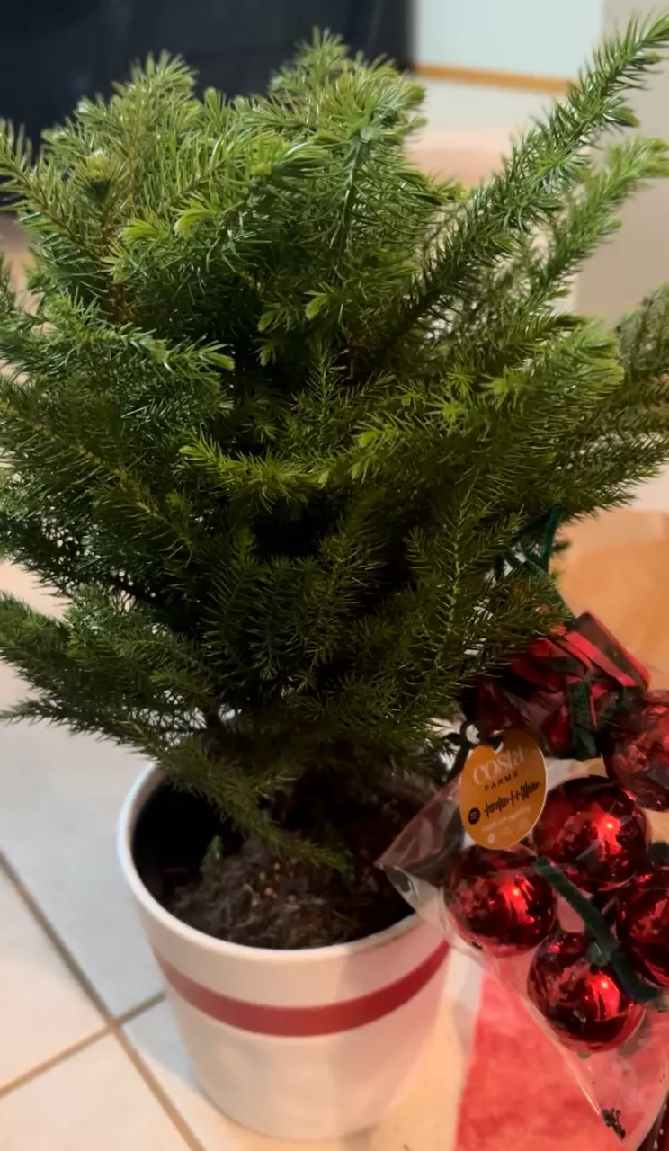 plant/Norfolk Pine-0