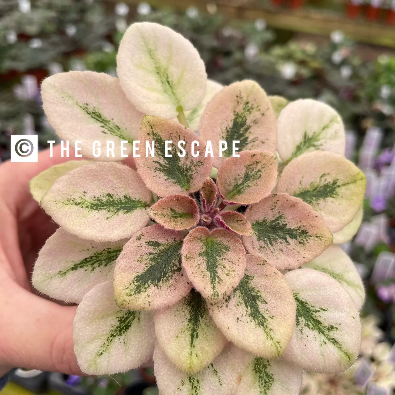plant/Rob’s argyle socks African violet starter plant growers choice-0
